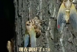 知了视频,探索科技与生活的无限可能